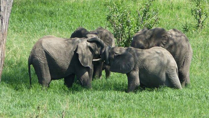 MIKUMI NATIONAL PARK OFFERS A FANTASTIC DAY TRIP SAFARI FROM ZANZIBAR.