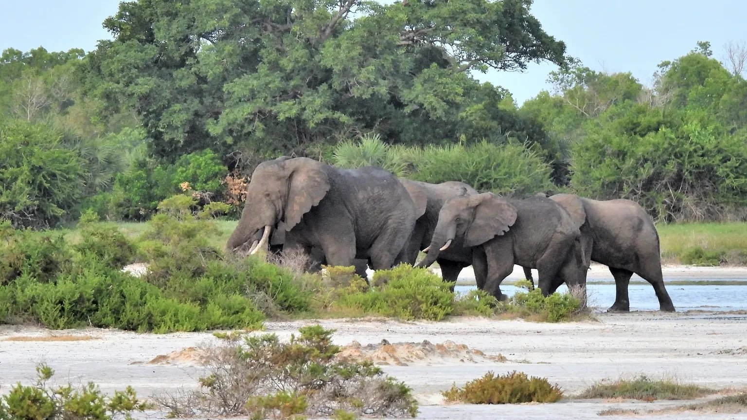 FULL-DAY SAFARI FROM ZANZIBAR TO SAADAN NATIONAL PARK