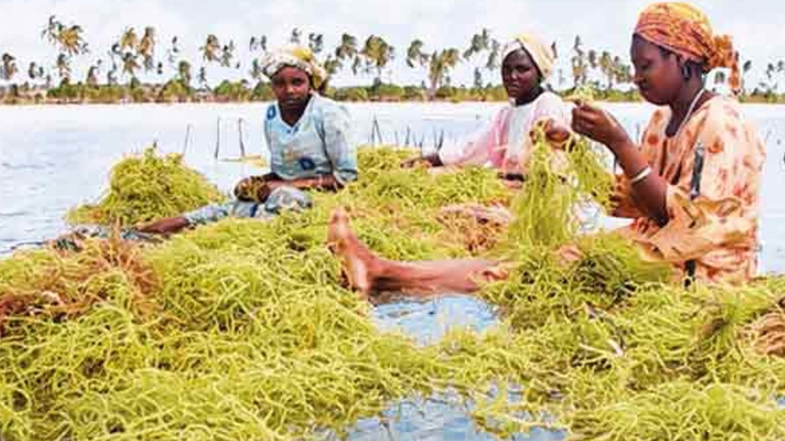 ZANZIBAR SEA WEED FIRM